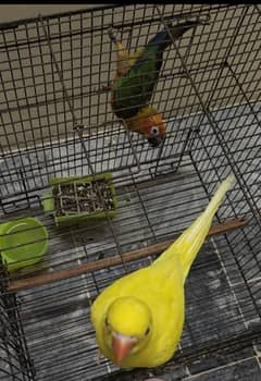 son conour 4.5 month old tamed fully