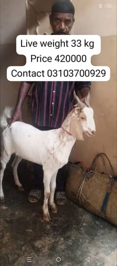 bakra |  | goat for sale | Qurbani 2025 |  | dumba | desi bakra | shee