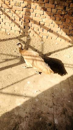peacock