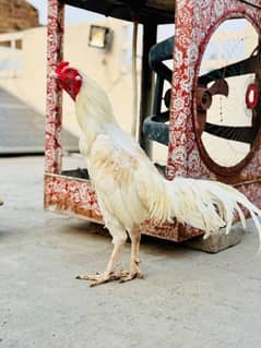 boska murga for sale white nok nali. saf ankh. bnd jor