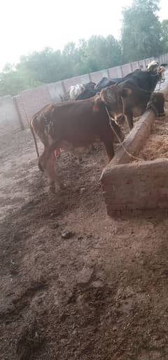 Qurbani ka janwr.