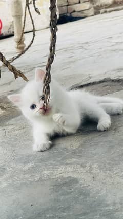Two Cats babies for sale