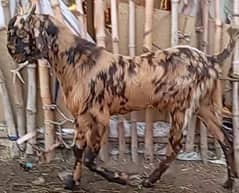 Bakra for Sale