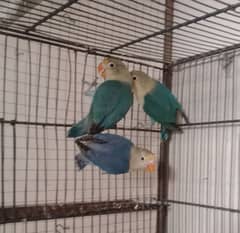 perblue chicks