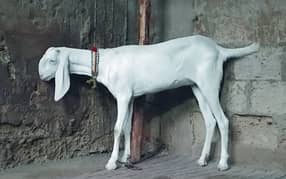 rajanpuri gulabi bakri rajan puri old blood line. or Rajan puri 2 dant