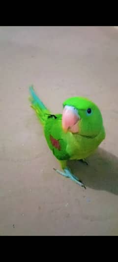 pahari tota