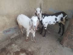 2 Desi Bakra for sale