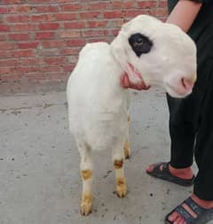 Chatry For Qurbani (Read Ad)