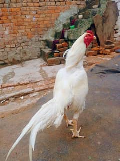 Heera Aseel white 3kg