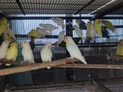 Beautiful All Color Love Birds