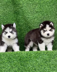 Siberian husky puppies for sale