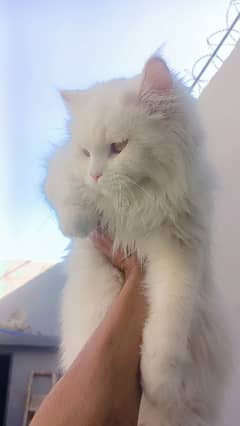 Persian Cat Long Coat