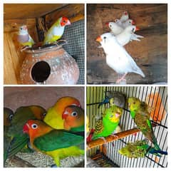 Budgies, Hogoromo, Finches, Fisher, Goldian