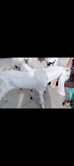 dumba or bakra best for qurbani