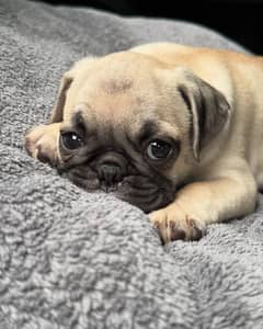 pug puppies for sale