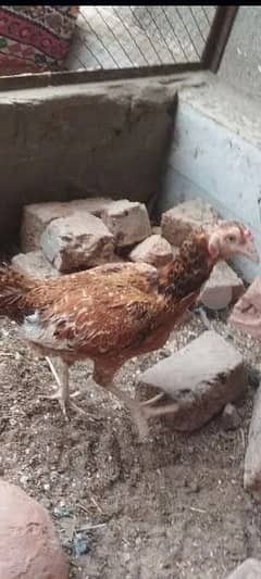 Sindhi