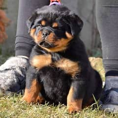 : rottweiler Puch face puppy for sale