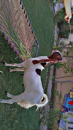 Male female Goats Age 9 Months