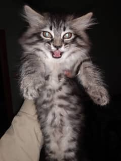 pursian cat