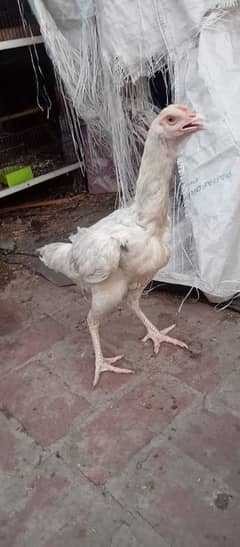 Heera