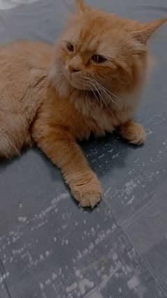shampion colour