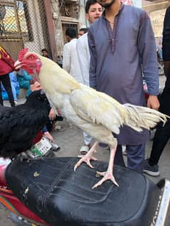 Heera Murga