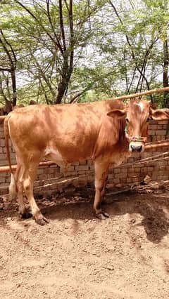 Qurbani ka janwar