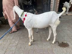 pure rajanpuri bakra for sale