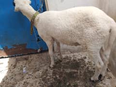 2 dumbe for sale hain
