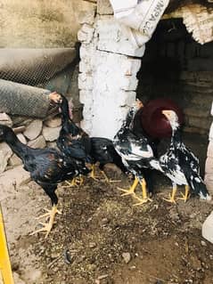 all sat up for sale urgent