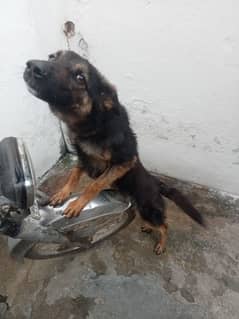 German shepherd