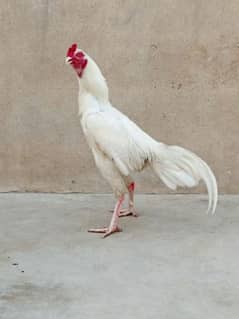 aseel paper white Heera