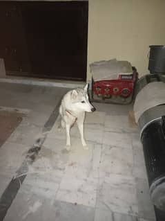 selling a husky dog female.