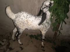 acha bakra