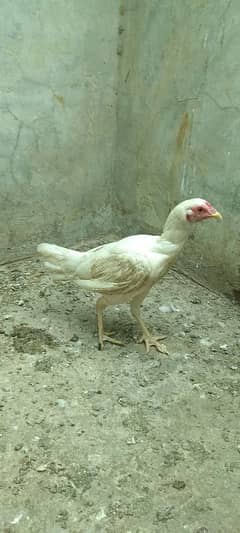 aseel Heera female health and active eggs deti hai