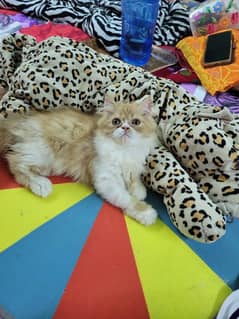 Persian triple coat female kitten strong bloodline