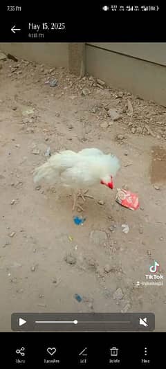 Paper white aseel patha
