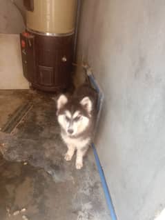 husky male nd female