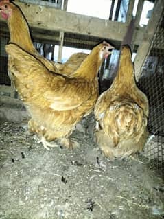 fresh breeders golden havey buff and white and black polish