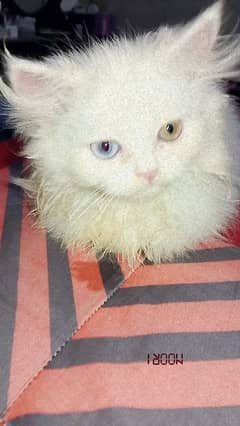 Persian