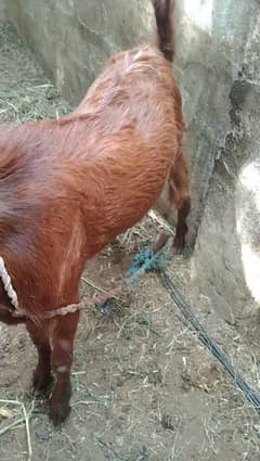 2 dant Andu Bakra For sale