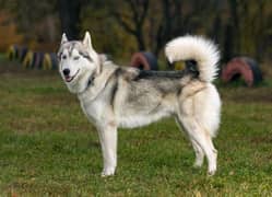 husky