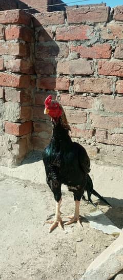aseel