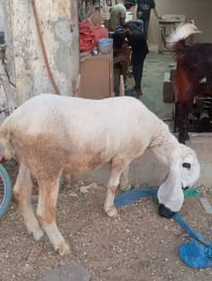 12 Months Ke Jori Dumbe For Sale - Khajla Cast - Healthy & Active