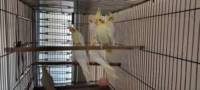 Breeder Cockateils