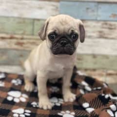 Pug female puppy available