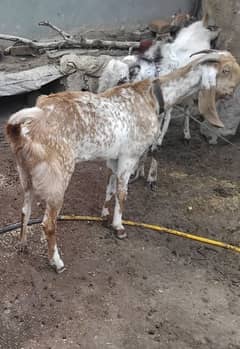 pute makii chinii goat for sell  with son and gaban