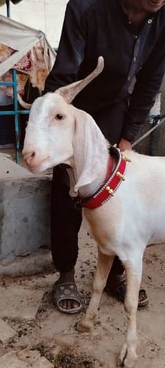 khassi bkry available for qurbani lovers
