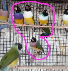 lady gouldian finch