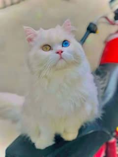 Persian Male Cat available for Meeting or Crossing